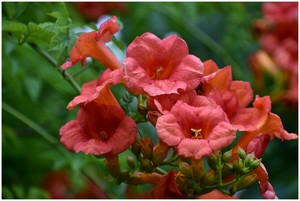 La bignone, une fleur en forme de trompette